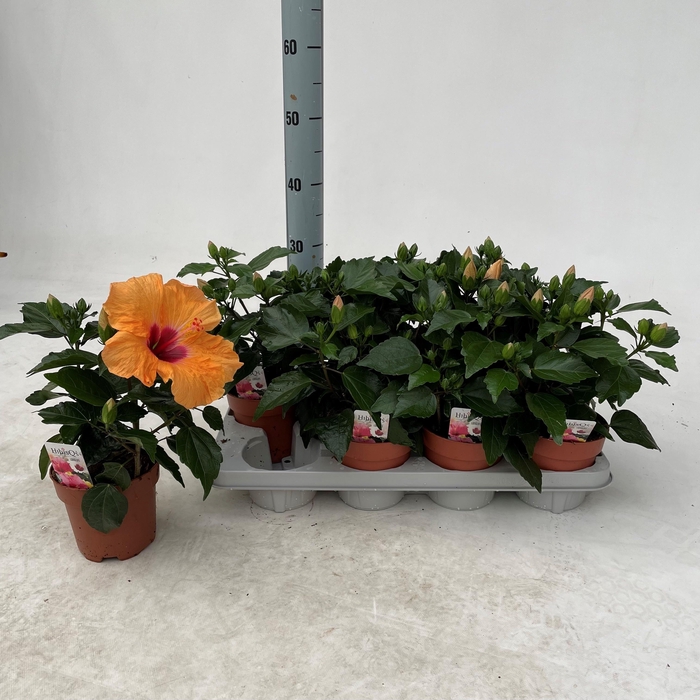 <h4>HIBIS ADONIC SALMON</h4>