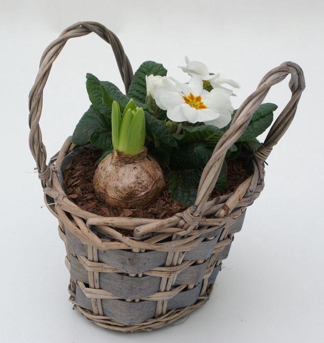 <h4>Primula Mand Tasje (Hya)</h4>