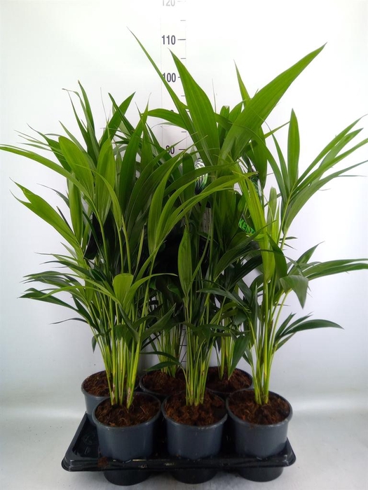 <h4>Howea forsteriana</h4>