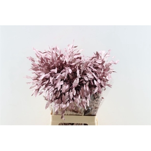 Dried Chasmantium Metallic Pink Stem