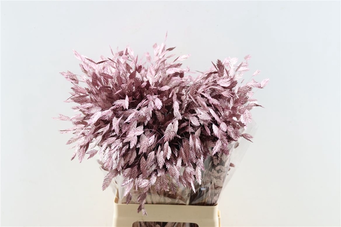 <h4>Dried Chasmantium Metallic Pink Stem</h4>