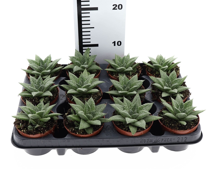 <h4>Gasteria</h4>