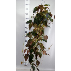 Philodendron scand. subsp. micans