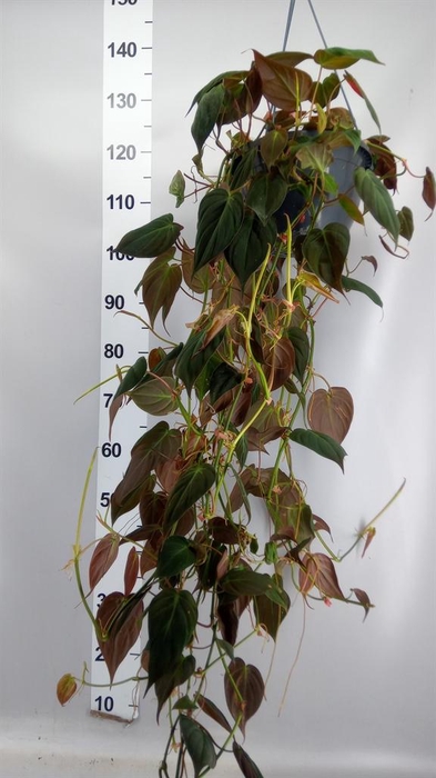 <h4>Philodendron scand. subsp. micans</h4>