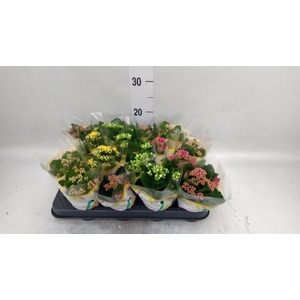 Kalanchoe blos.   ..rosebud mix  5