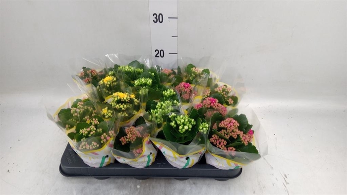 <h4>Kalanchoe blos.   ..rosebud mix  5</h4>