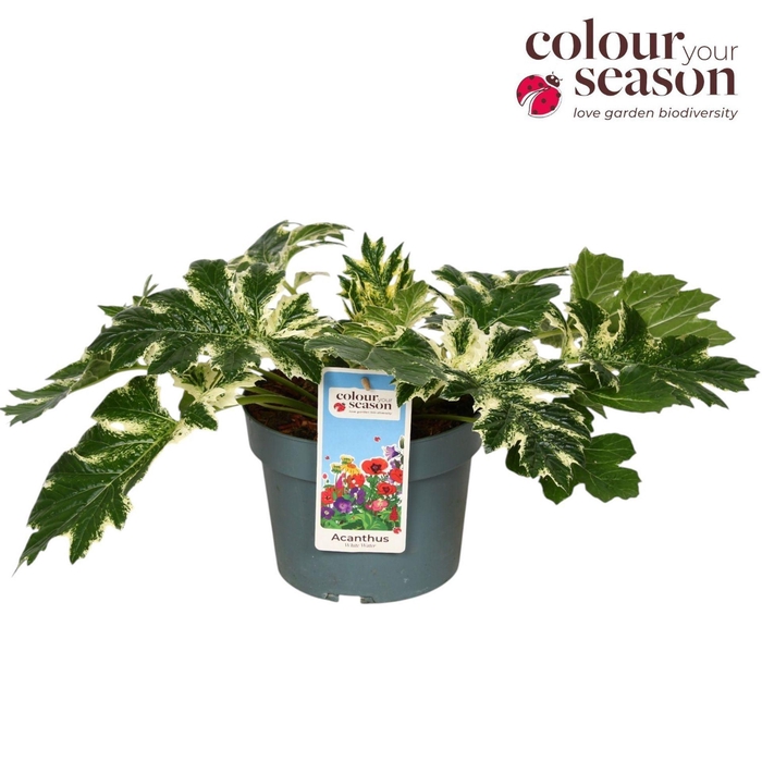 <h4>Acanthus mollis</h4>