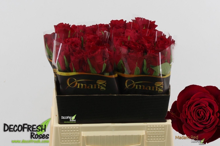 <h4>R Gr Madam Red</h4>