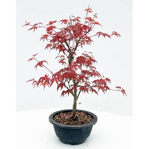 Acer palmatum 'Deshojo', in 18 cm pot