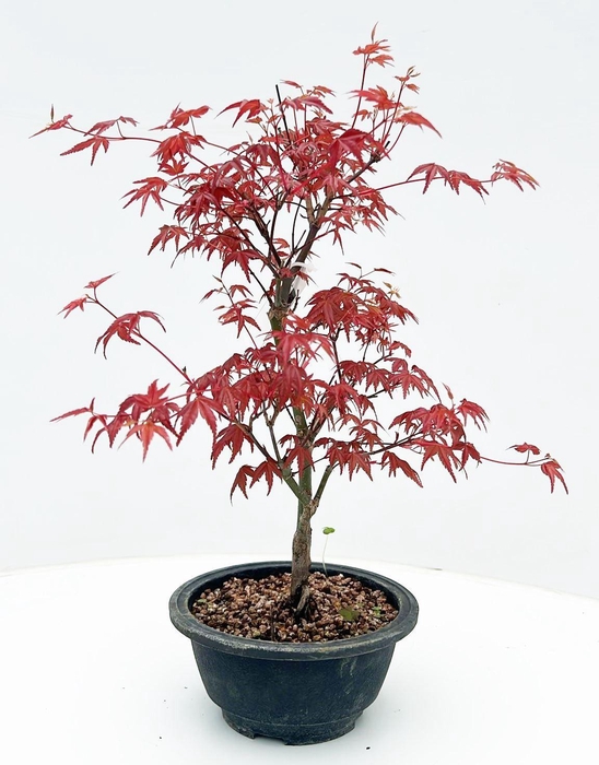 <h4>Acer palmatum 'Deshojo', in 18 cm pot</h4>