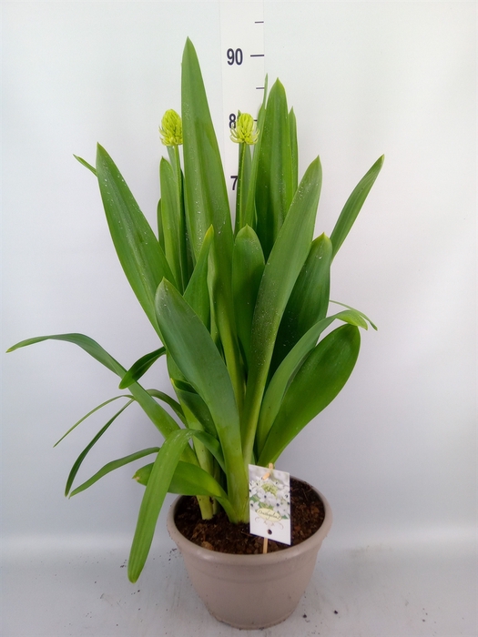 <h4>Ornithogalum saundersiae</h4>
