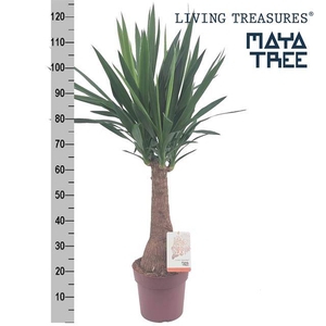 Yucca elephantipes 23Ø 110cm 2Head