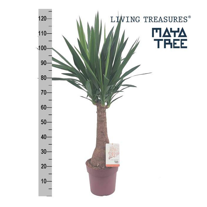 <h4>Yucca elephantipes 23Ø 120cm 2Head</h4>