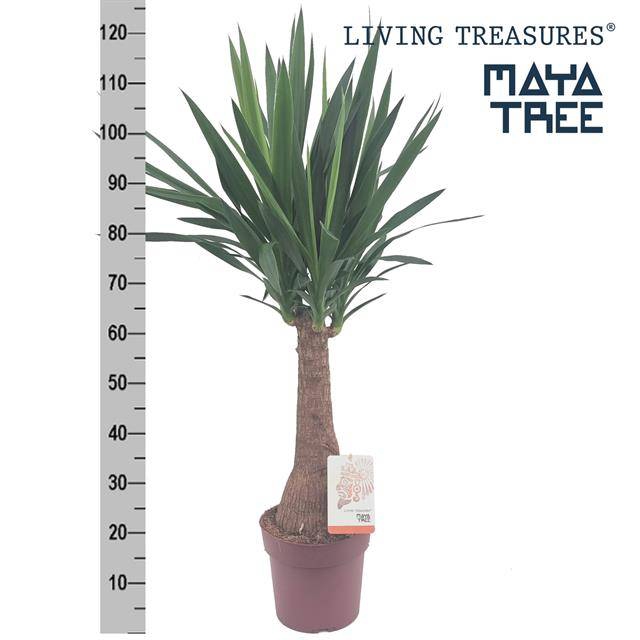 Yucca elephantipes 23Ø 110cm 2Head