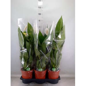 Spathiphyllum 'Bingo Cupido'