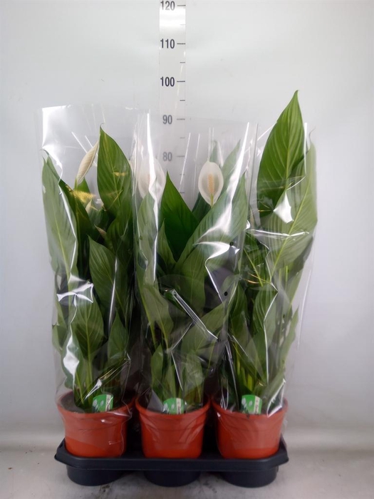 <h4>Spathiphyllum 'Bingo Cupido'</h4>