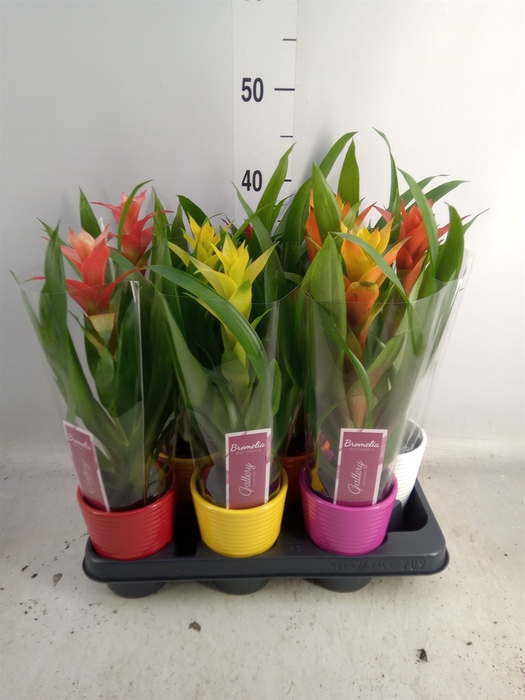 <h4>Guzmania   ...mix</h4>