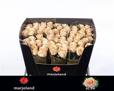 <h4>R Gr Bellini!</h4>