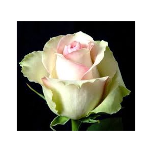 Rosa Peach Labelle