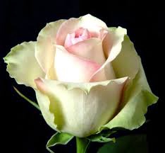 Rosa Peach Labelle