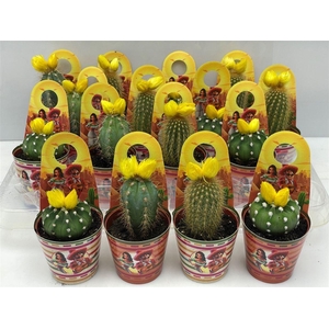 Cactus gemengd