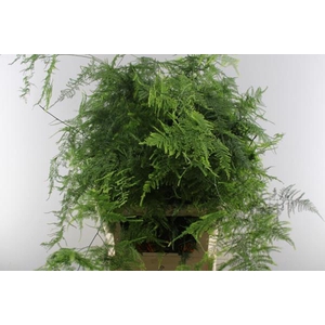 Asparagus Lang Getopt Veren