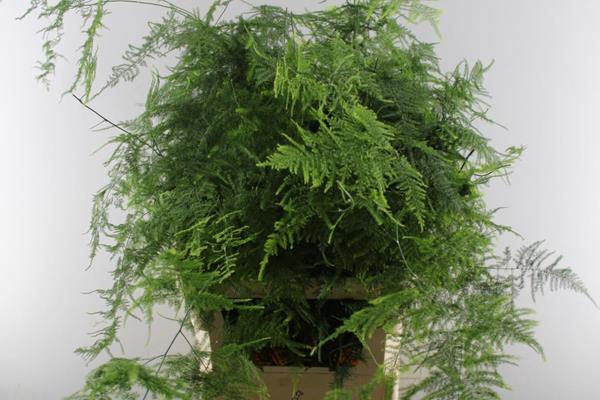 <h4>Asparagus Lang Getopt Veren</h4>