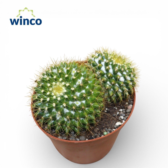 <h4>Mammillaria Marksiana (Group)</h4>
