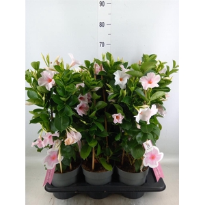 Mandevilla sand. 'SumStar Pink Tou'