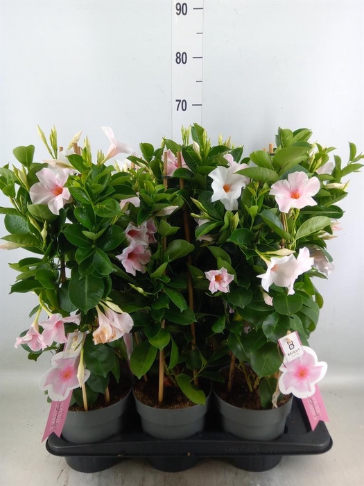 <h4>Mandevilla sand. 'SumStar Pink Tou'</h4>