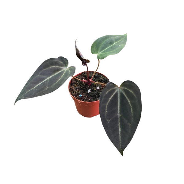 <h4>DocBlock Anthurium Black Widow® '43' X Red Velvet Cake® '24'</h4>