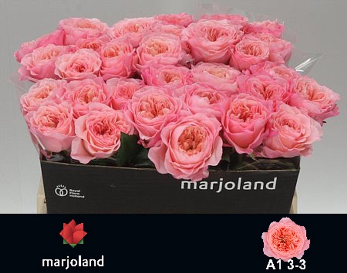 <h4>ROSA GR 'MAYFIELD'</h4>