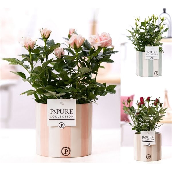 <h4>Rosa gemengd in P&PURE Eline2 ceramics ass. 3</h4>