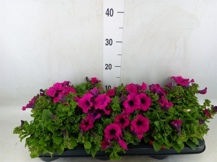 <h4>Petunia  'Sunpleasure Purple'</h4>