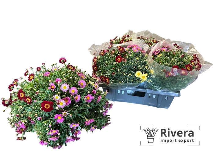 <h4>ARG DAISY CRAZY GEM</h4>