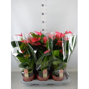 Anthurium andr. 'Melito'