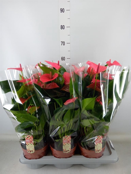 <h4>Anthurium andr. 'Melito'</h4>