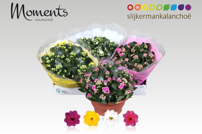 <h4>KAL GE GEM 4 KL</h4>