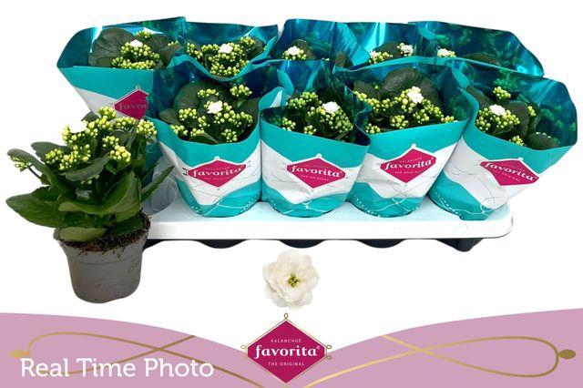 <h4>KALAN CALAN WHITE</h4>