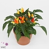 Capsicum Yellow Red