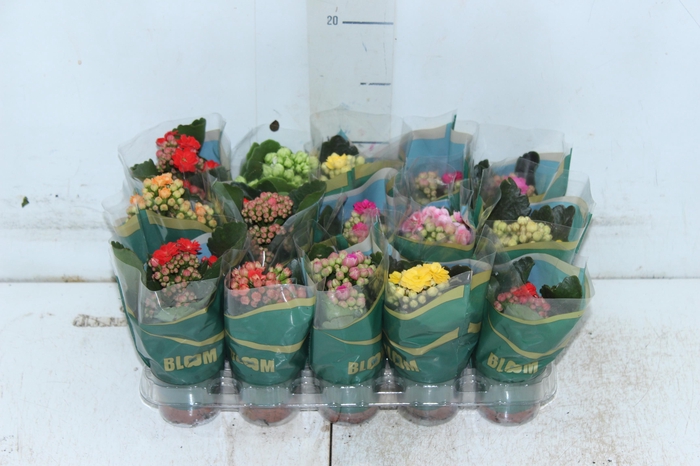 <h4>KAL. DOBRADO MINI P06</h4>