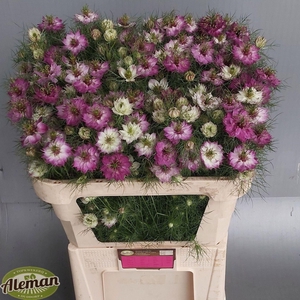 NIGE DAMASCENA ARTISTIC PINK NIGE D