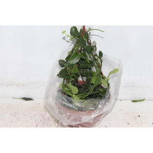 CEROPEGIA SANDERSONII C18