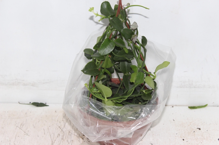 <h4>CEROPEGIA SANDERSONII C18</h4>