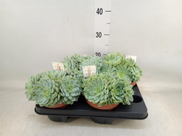 <h4>Echeveria elegans</h4>