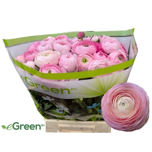 RAN AM ROSE GIUSY