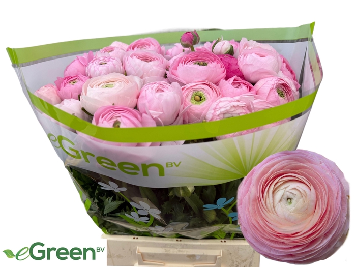 <h4>RAN AM ROSE GIUSY</h4>