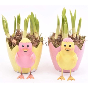 Zink ei met kip 10-12cm