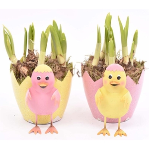 Zink ei met kip 10-12cm