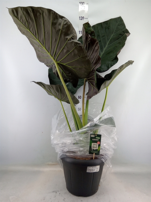 <h4>Alocasia  'Regal Shields'</h4>